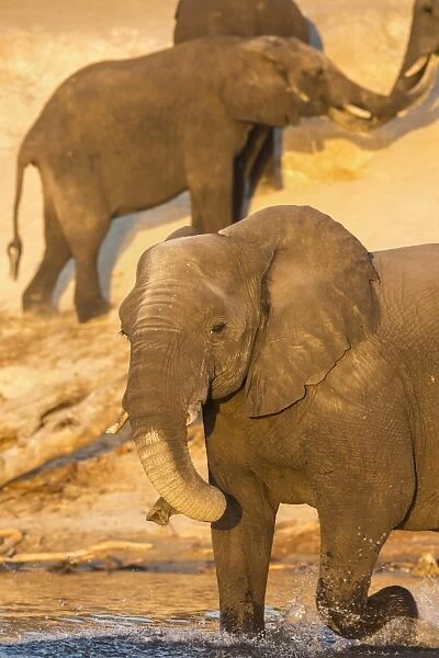 African elephant (Loxodonta africana) at dust bath, Chobe National Park, Botswana, Africa