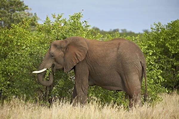 African elephant (Loxodonta africana) eating, Kruger National Park, South Africa, Africa