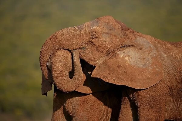 Two African elephant (Loxodonta africana) embracing, Addo Elephant National Park