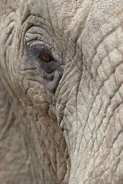 African elephant (Loxodonta africana) eye, Imfolozi Game Reserve, South Africa, Africa