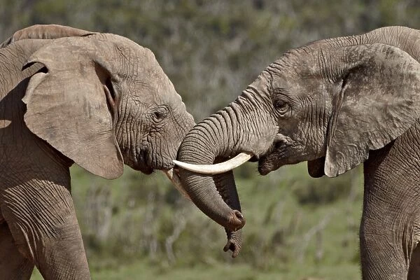 Two African elephant (Loxodonta africana) face to face, Addo Elephant National Park