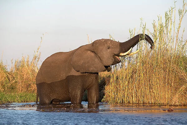 African elephant (Loxodonta africana) feeding, Chobe National Park, Botswana, Africa