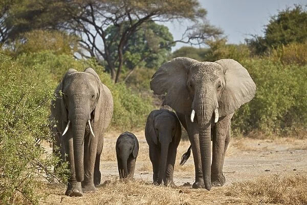 African elephant (Loxodonta africana) group, Ruaha National Park, Tanzania, East Africa