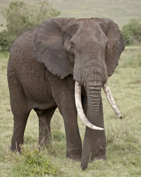 Framed Print : African elephant (Loxodonta africana) with large tusks, Ngorongoro Crater