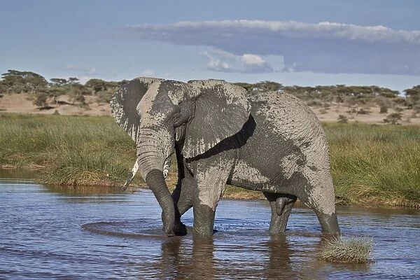 African Elephant (Loxodonta africana), male, Ngorongoro Conservation Area, Tanzania