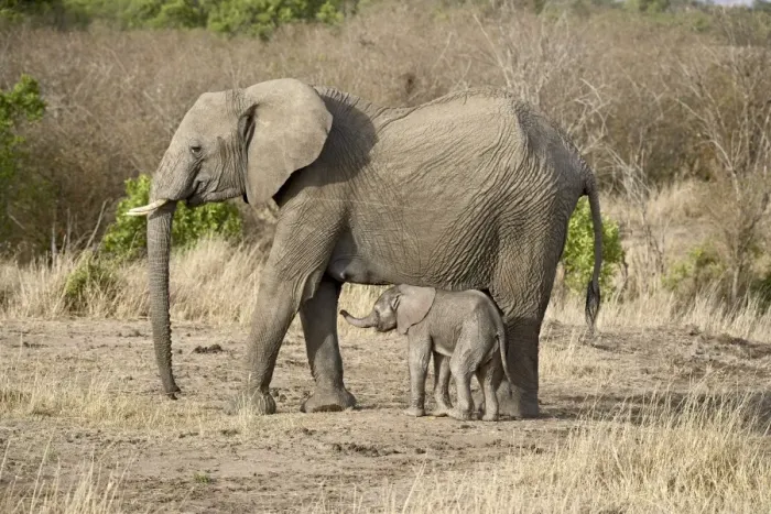 Framed Print : African elephant (Loxodonta africana) mother and two-day-old baby Framed Print : African elephant (Loxodonta africana) mother and two-day-old baby