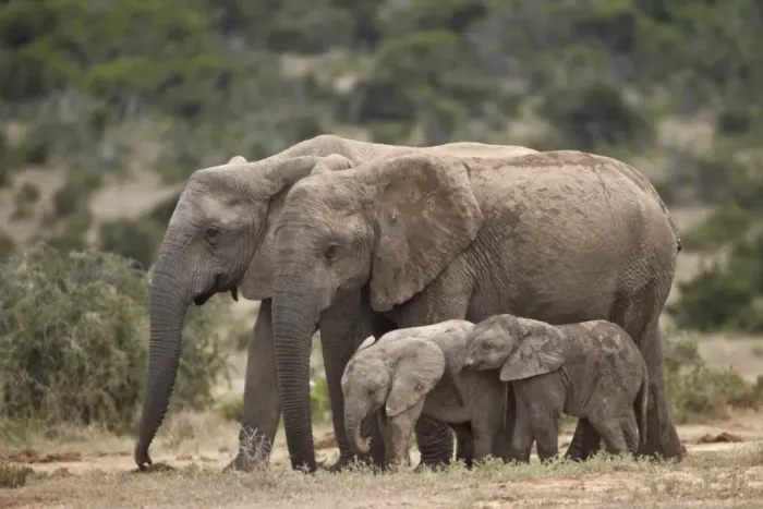 Framed Print : African elephant (Loxodonta africana) mothers and babies, Addo Elephant National Park, South Africa, Africa Framed Print : African elephant (Loxodonta africana) mothers and babies, Addo Elephant National Park, South Africa, Africa