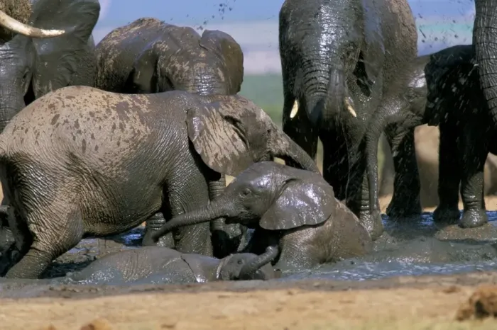 Framed Print : African elephant (Loxodonta africana) mudbathing Framed Print : African elephant (Loxodonta africana) mudbathing