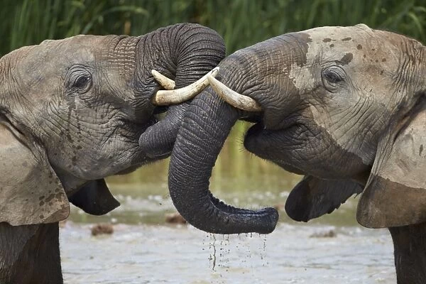 Two African elephant (Loxodonta africana) playing, Addo Elephant National Park, South Africa, Africa