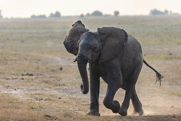 African elephant (Loxodonta africana) running, Chobe river, Botswana