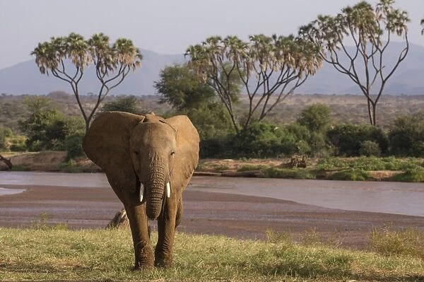 African elephant (Loxodonta Africana), Samburu, Kenya, East Africa, Africa