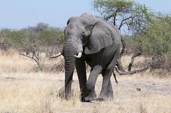 African elephant (Loxodonta africana), Savuti, Chobe National Park, Botswana, Africa