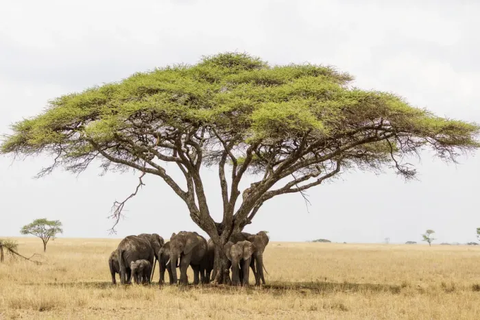 Framed Print : African elephant (Loxodonta africana) sheltering from the heat under a tree canopy Framed Print : African elephant (Loxodonta africana) sheltering from the heat under a tree canopy