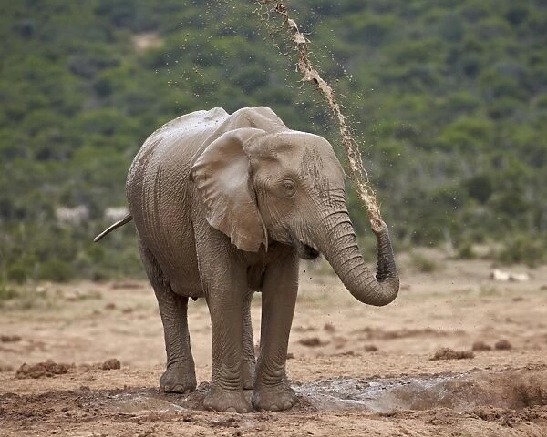African elephant (Loxodonta africana) showering, Addo Elephant National Park, South Africa, Africa