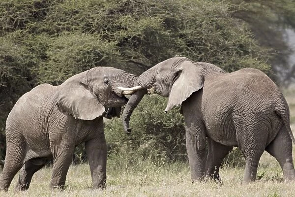 Two African elephant (Loxodonta africana) sparring, Serengeti National Park