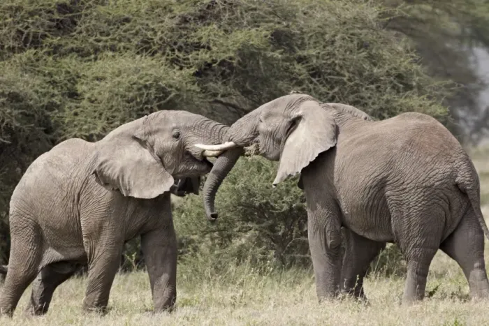 Framed Print : Two African elephant (Loxodonta africana) sparring, Serengeti National Park Framed Print : Two African elephant (Loxodonta africana) sparring, Serengeti National Park