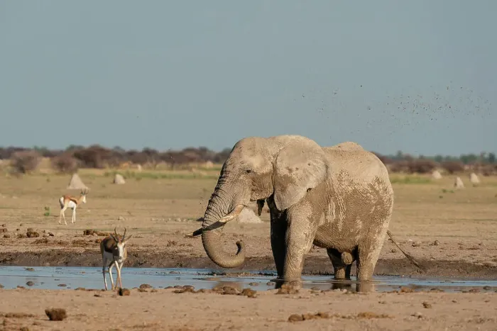 Framed Print : African elephant (Loxodonta africana) and springboks (Antidorcas marsupialis) at waterhole, Nxai Pan National Park, Botswana, Africa Framed Print : African elephant (Loxodonta africana) and springboks (Antidorcas marsupialis) at waterhole, Nxai Pan National Park, Botswana, Africa