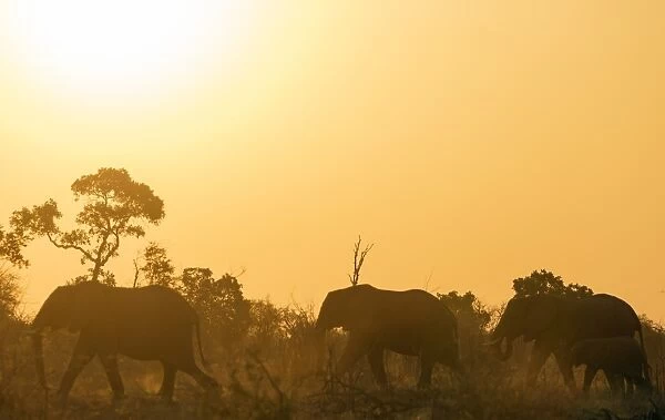 African elephant (Loxodonta Africana) at sunset, Kruger National Park, South Africa