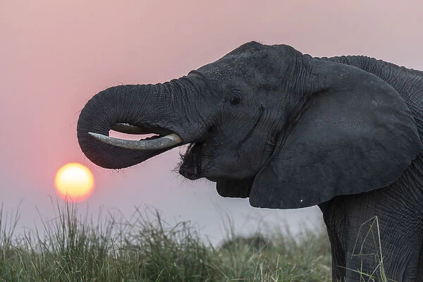 African elephant (Loxodonta africana) at sunset, Chobe river, Botswana, August 2018