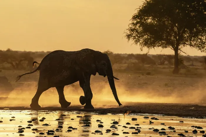 Framed Print : African elephant (Loxodonta africana) at sunset, Nxai Pan National Park, Botswana, Africa Framed Print : African elephant (Loxodonta africana) at sunset, Nxai Pan National Park, Botswana, Africa