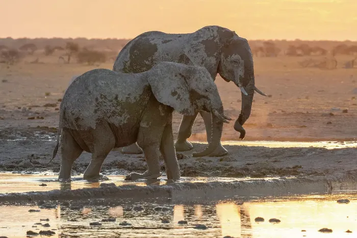 Framed Print : African elephant (Loxodonta africana) at sunset, Nxai Pan National Park, Botswana, Africa