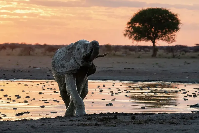 Framed Print : African elephant (Loxodonta africana) at sunset, Nxai Pan National Park, Botswana, Africa Framed Print : African elephant (Loxodonta africana) at sunset, Nxai Pan National Park, Botswana, Africa