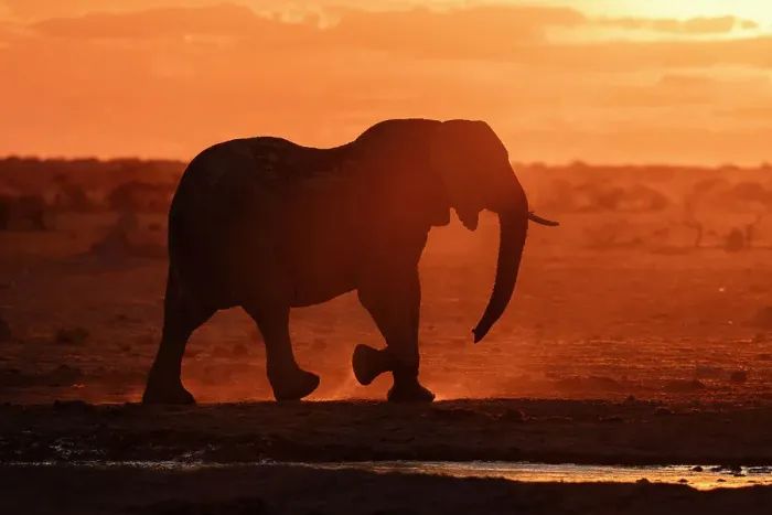 Framed Print : African elephant (Loxodonta africana) at sunset, Nxai Pan National Park, Botswana, Africa Framed Print : African elephant (Loxodonta africana) at sunset, Nxai Pan National Park, Botswana, Africa