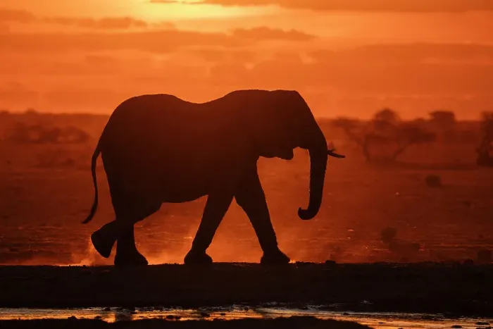 Framed Print : African elephant (Loxodonta africana) at sunset, Nxai Pan National Park, Botswana, Africa