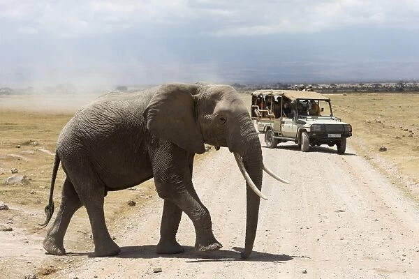 African elephant (Loxodonta africana) and tourists, Amboseli National Park, Kenya, East Africa, Africa