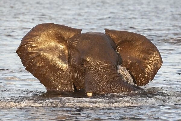 African elephant (Loxodonta africana) in water, Chobe River, Botswana, Africa