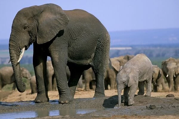 African elephant (Loxodonta africana) at water hole