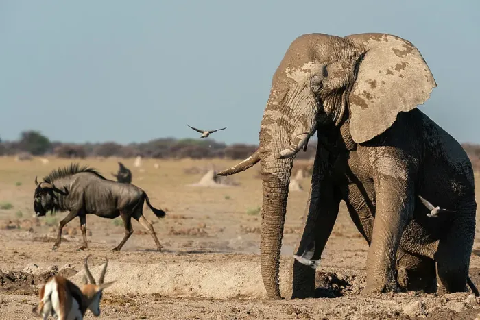 Framed Print : African elephant (Loxodonta africana) at waterhole, Nxai Pan National Park, Botswana, Africa Framed Print : African elephant (Loxodonta africana) at waterhole, Nxai Pan National Park, Botswana, Africa