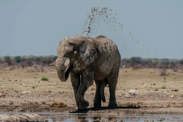 Framed Print : African elephant (Loxodonta africana) at waterhole, Nxai Pan National Park, Botswana, Africa Framed Print : African elephant (Loxodonta africana) at waterhole, Nxai Pan National Park, Botswana, Africa