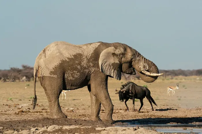 Framed Print : African elephant (Loxodonta africana) and wildebeets (Gnu) (Connochaetes taurinus) at waterhole, Nxai Pan National Park, Botswana, Africa Framed Print : African elephant (Loxodonta africana) and wildebeets (Gnu) (Connochaetes taurinus) at waterhole, Nxai Pan National Park, Botswana, Africa