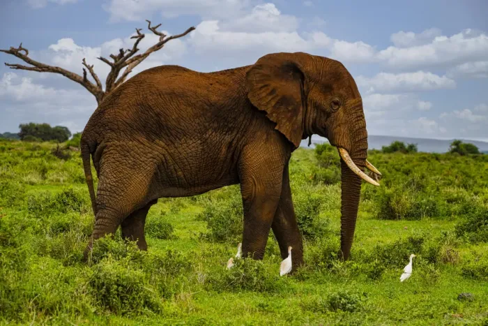 Framed Print : African elephant (Loxodonta), Amboseli National Park, Kenya, East Africa, Africa Framed Print : African elephant (Loxodonta), Amboseli National Park, Kenya, East Africa, Africa