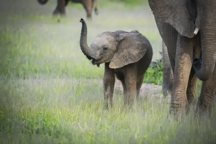 Framed Print : African elephant (Loxodonta) mother and calf, South Luangwa National Park, Zambia, Africa Framed Print : African elephant (Loxodonta) mother and calf, South Luangwa National Park, Zambia, Africa