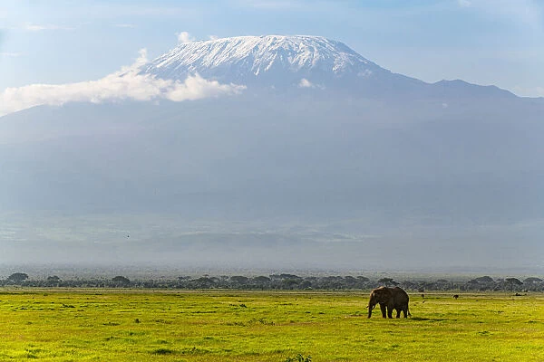 African elephant (Loxodonta) with Mount Kilimanjaro in the background, Amboseli National Park, Kenya, East Africa, Africa