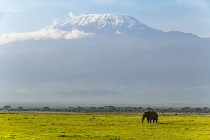 Framed Print : African elephant (Loxodonta) with Mount Kilimanjaro in the background, Amboseli National Park, Kenya, East Africa, Africa Framed Print : African elephant (Loxodonta) with Mount Kilimanjaro in the background, Amboseli National Park, Kenya, East Africa, Africa