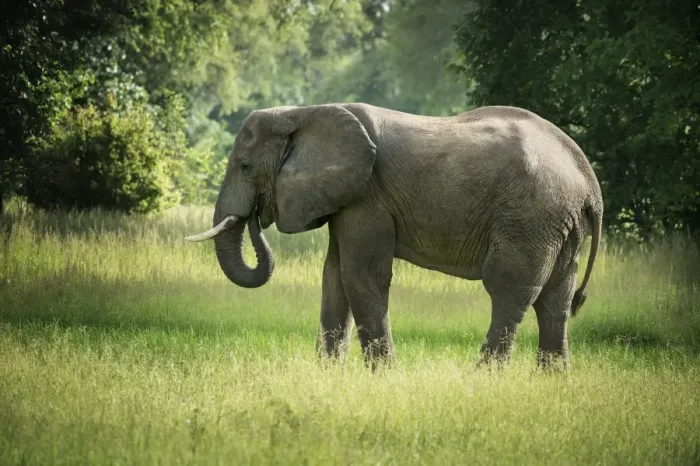Framed Print : African elephant (Loxodonta), South Luangwa National Park, Zambia, Africa Framed Print : African elephant (Loxodonta), South Luangwa National Park, Zambia, Africa