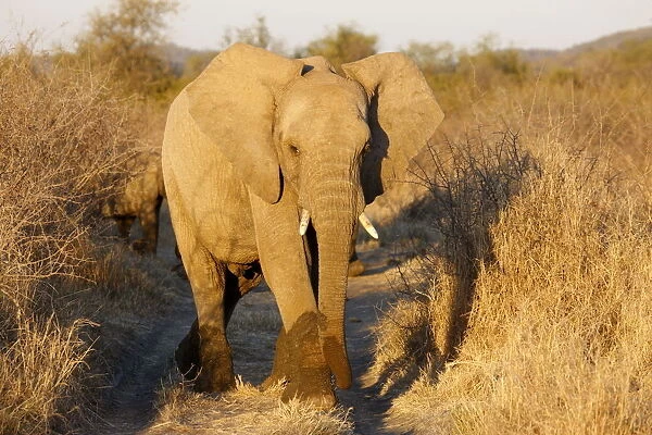African elephant, Madikwe game reserve, Madikwe, South Africa, Africa