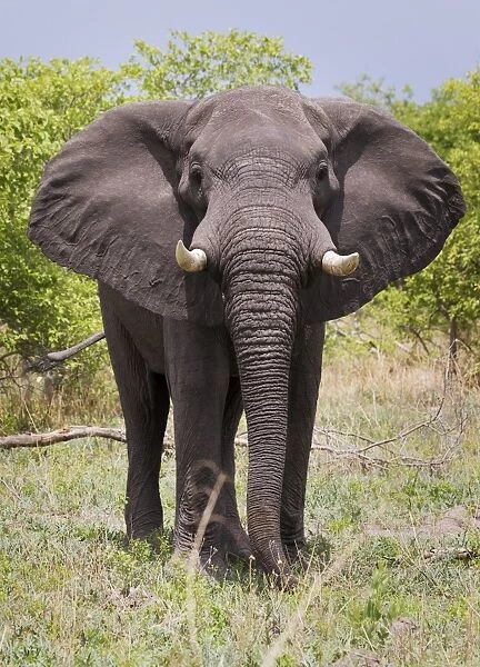 African elephant, Okavango Delta, Botswana, Africa curves adjustments, slight reddening of elephants skin