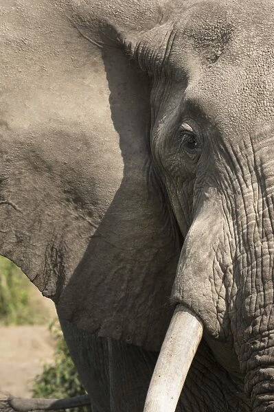 African elephant, Queen Elizabeth National Park, Uganda, Africa