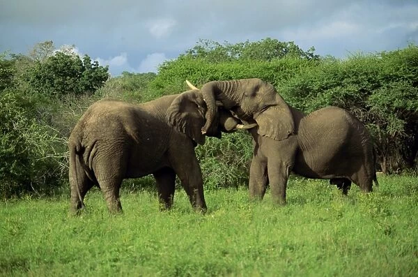 Two African elephants greeting