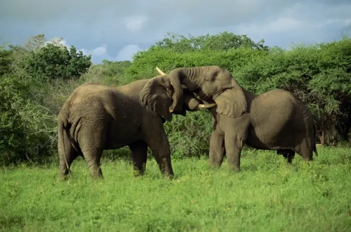 Framed Print : Two African elephants greeting