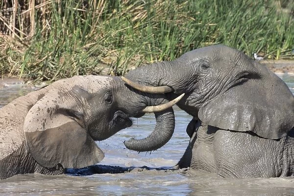 African elephants (Loxodonta africana) playing in Hapoor waterhole, Addo Elephant National Park, South Africa, Africa