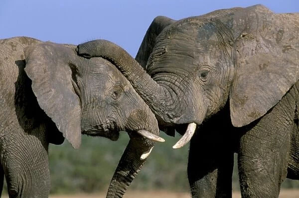 Two African elephants (Loxodonta africana)