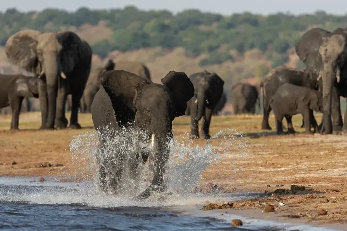 Framed Print : African elephants (Loxodonta africana), Chobe National Park, Botswana, Africa Framed Print : African elephants (Loxodonta africana), Chobe National Park, Botswana, Africa