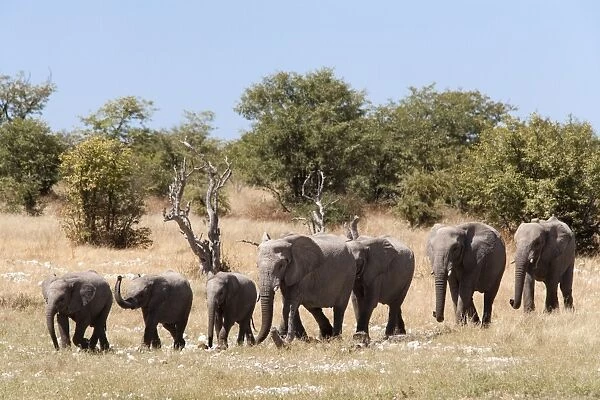 African elephants (Loxodonta africana), Etosha National Park, Namibia, Africa