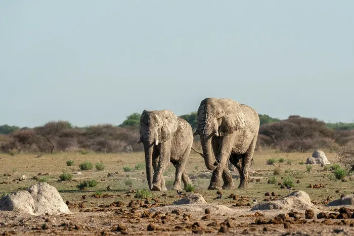 Framed Print : African elephants (Loxodonta africana), Nxai Pan National Park, Botswana, Africa Framed Print : African elephants (Loxodonta africana), Nxai Pan National Park, Botswana, Africa