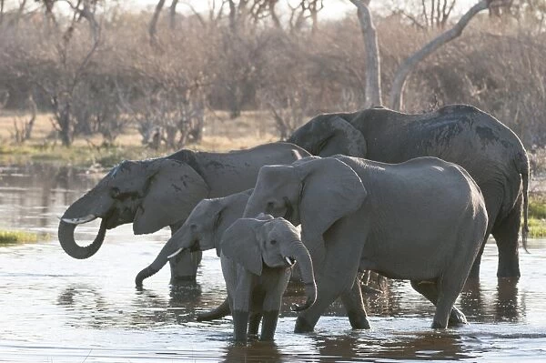 African elephants (Loxodonta africana), Okavango delta, Botswana, Africa
